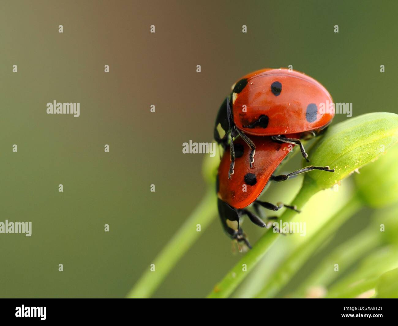 Ein Käfer, der auf dem Grasstamm auf der Pflanze sitzt Stockfoto