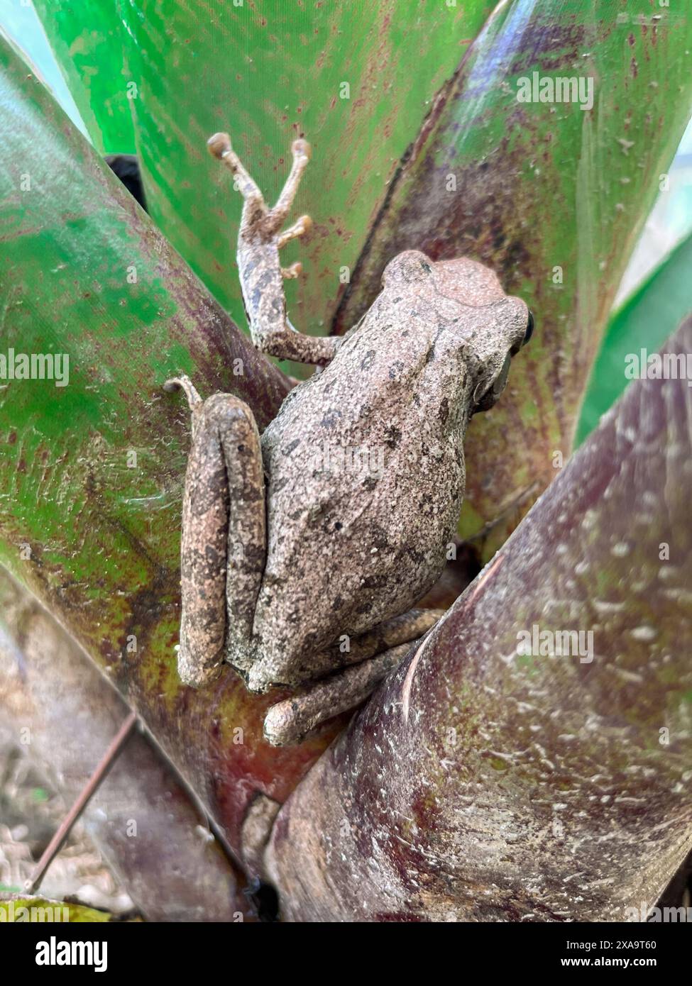 Baumfrosch, viergesäumter Baumfrosch, goldener Baumfrosch, (Polypedates leucomystax) auf einem Baumzweig. Tier. Amphibien. Stockfoto