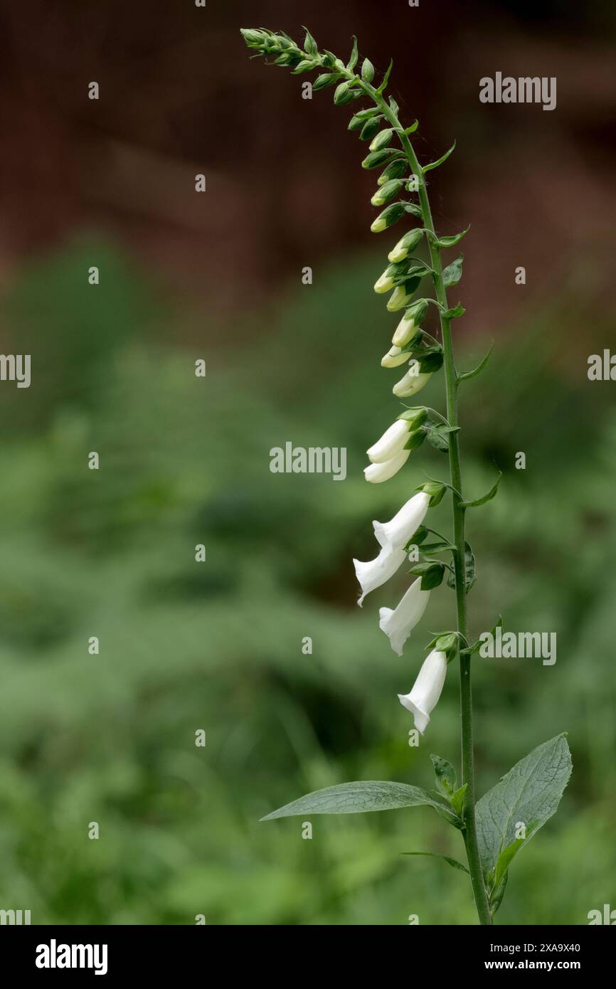 Fingerhandschuhblühende Pflanze digitalis purpurea, hohe Spitzen rosa oder violette röhrenförmige Blüten im Allgemeinen auf einer Seite des Stangenwaldporträts Stockfoto