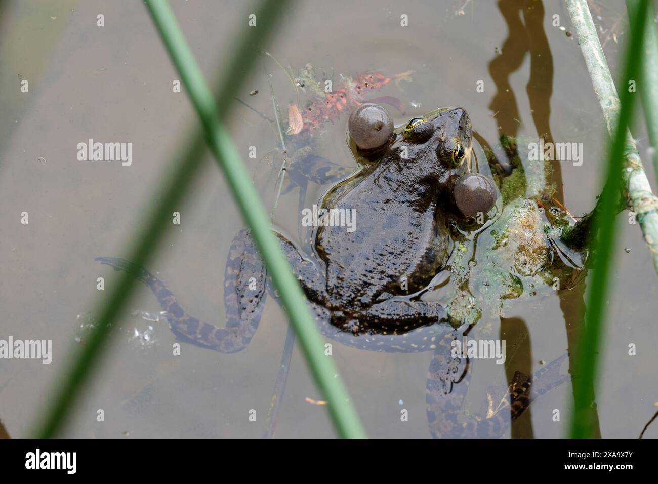 marsh Frosch rana ridibunda, spitzes Gesicht grünliche Farbe blassgrüne Linie nach hinten dunkle Flecken an Beinen männlich hat aufgeblähte Stimmsäcke für den Ruf Stockfoto