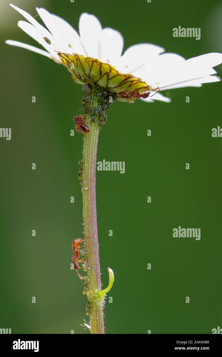 Rote Ameisen Myrmica rubra, bäuerliche Blattläuse, die für Honigtau „gemolken“ werden, Blattläuse und Ameisen auf Stielen einer großen Gänseblümchenart im Portraitformat weicher Hintergrund Stockfoto