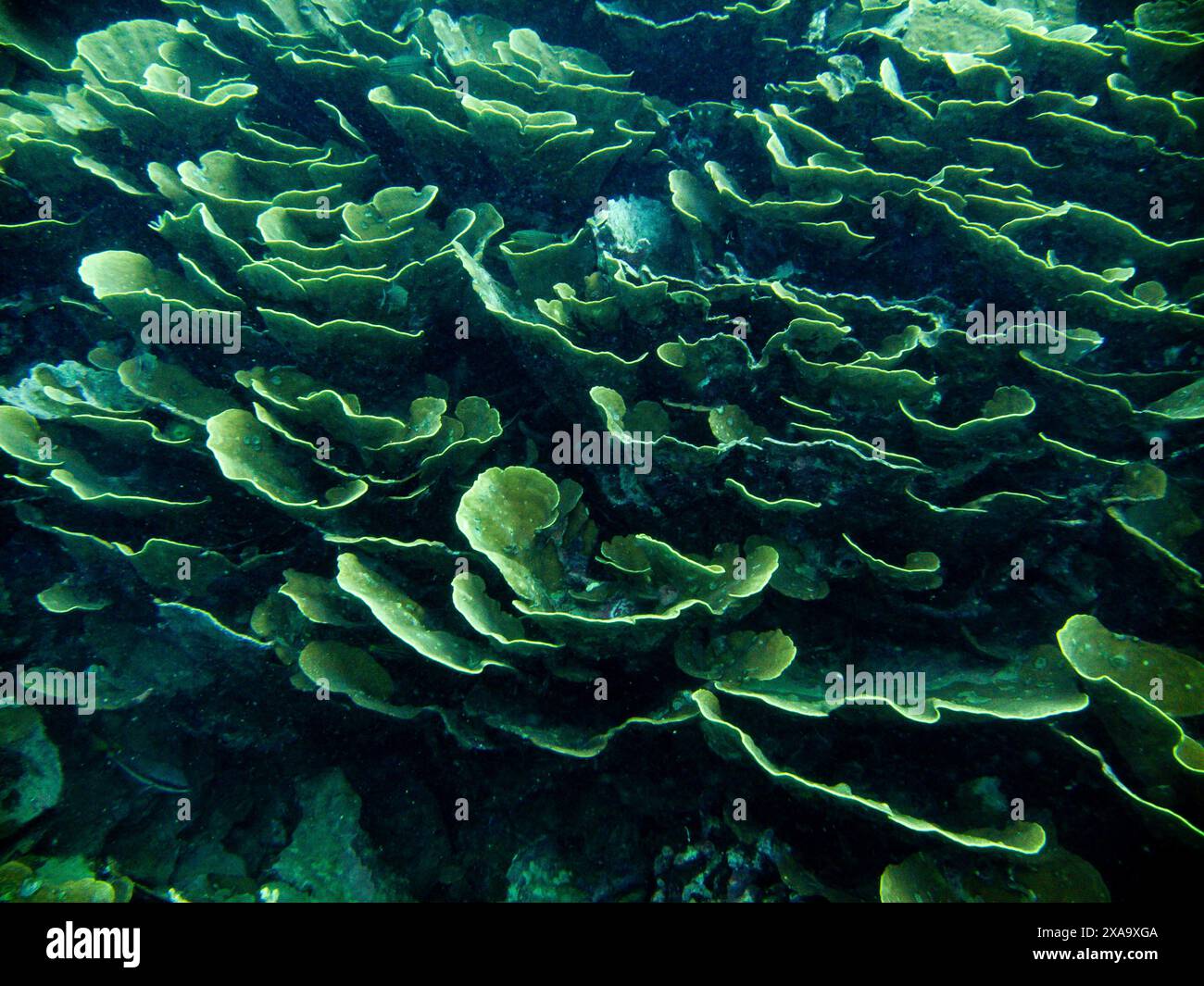 Grünes, lebendiges Unterwasser-Korallenriff, das den ganzen Rahmen bedeckt Stockfoto