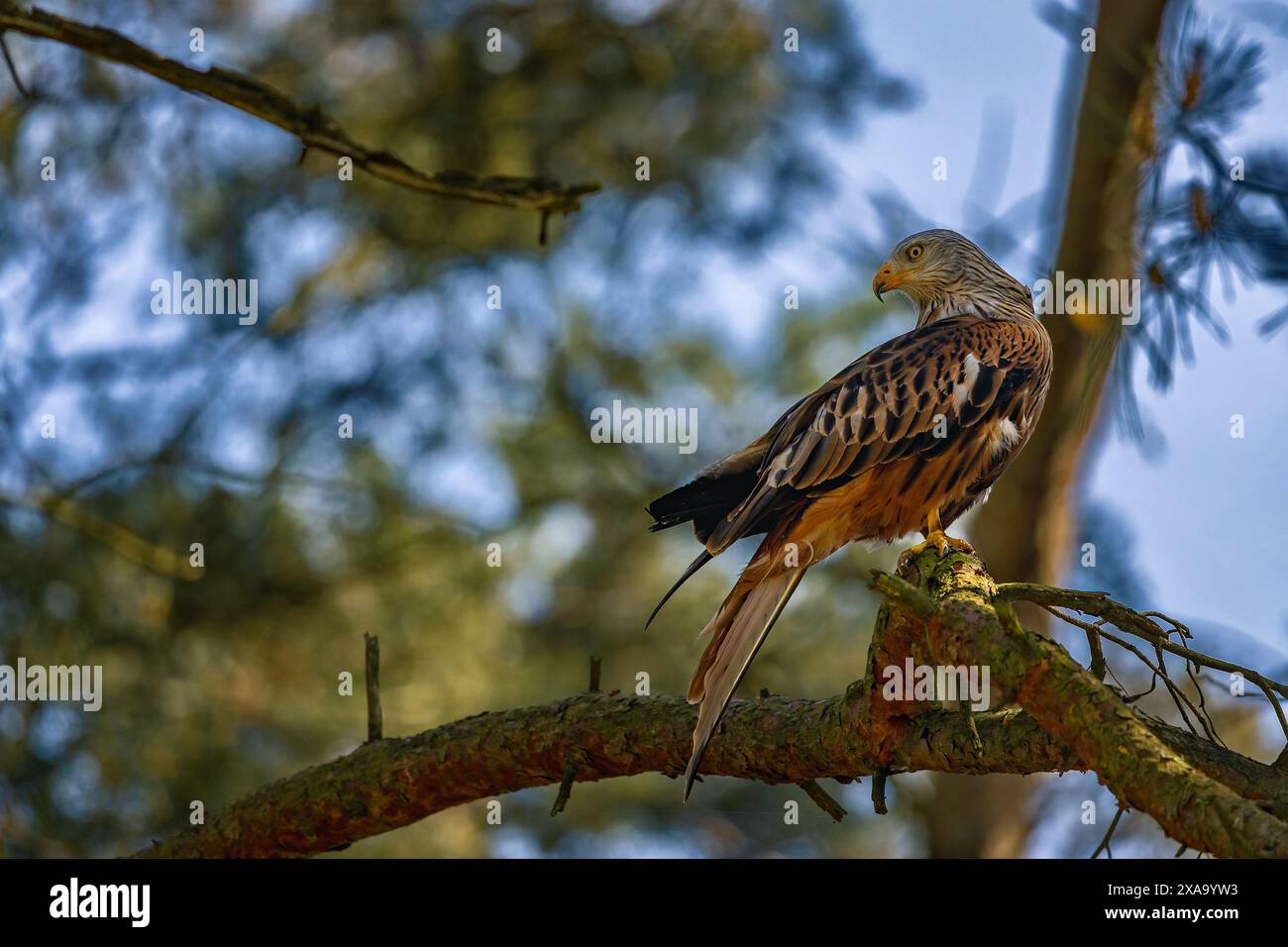 Ein Falke, der auf einem Baumzweig thront Stockfoto