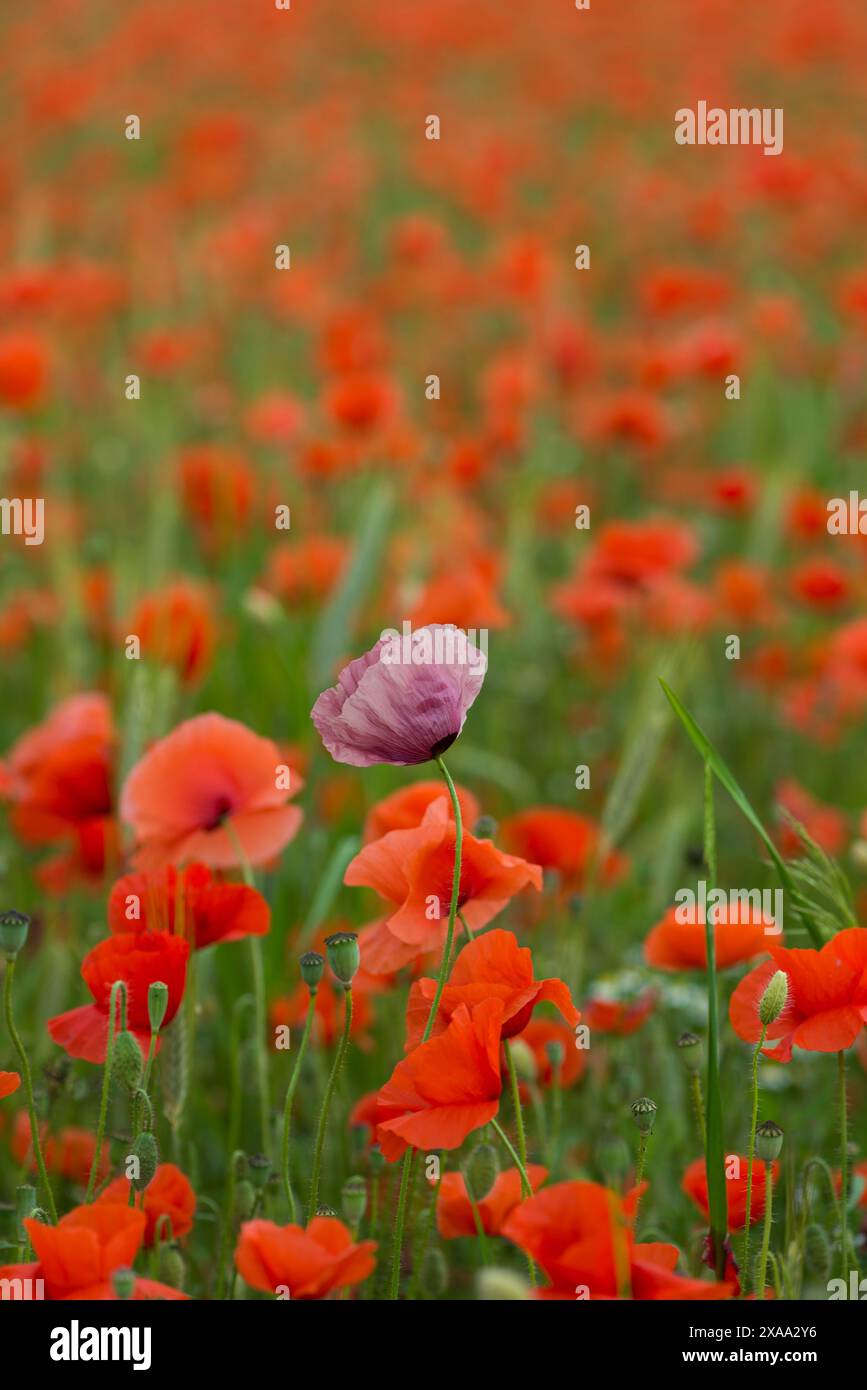 Ein blühendes Feld aus leuchtendem Orangen- und rosa Mohn Stockfoto