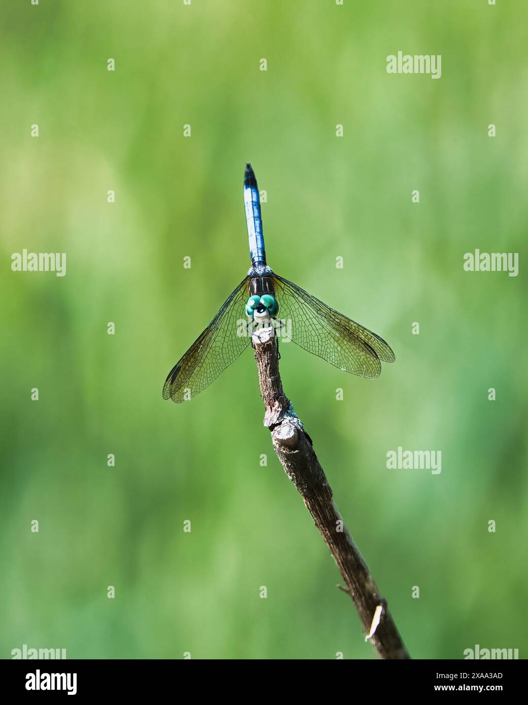Eine orangefarbene Libelle, die auf einem Baumzweig liegt Stockfoto