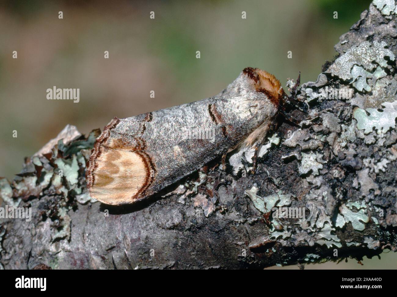 Buff-Tip Moth (Phalera bucephala) auf Flechtenbedeckten Erlenzweig, Inverness-shire, Schottland, Mai 1989 Stockfoto