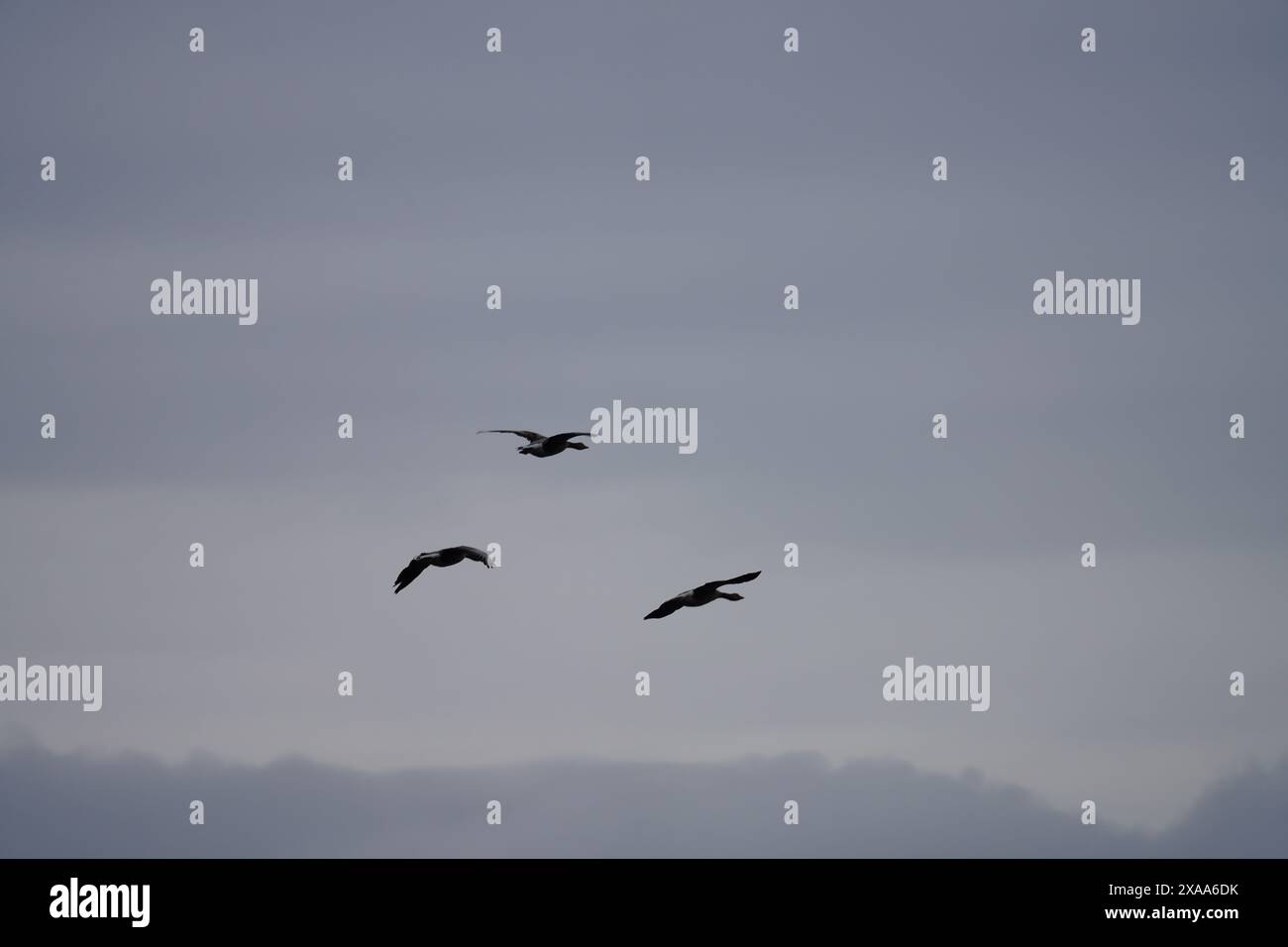 Drei Vögel fliegen am späten Abend an einem klaren Himmel mit wenigen Wolken Stockfoto