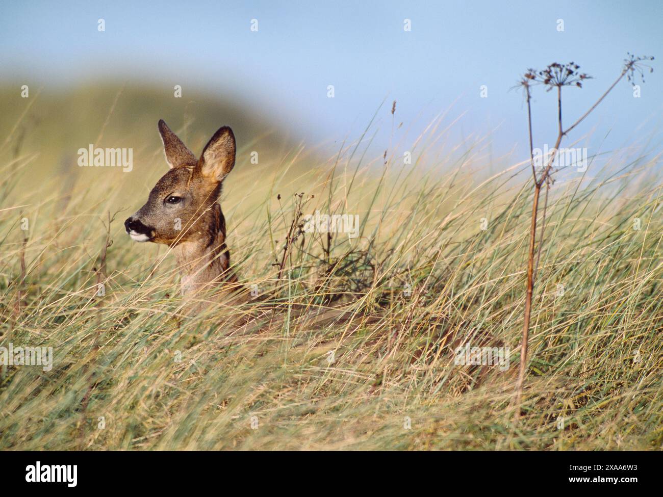 Rehe (Capreolus capreolus) Rehe / Weibchen im Marramgras auf Sanddünen im Aberlady Local Nature Reserve, East Lothian, Schottland, November Stockfoto