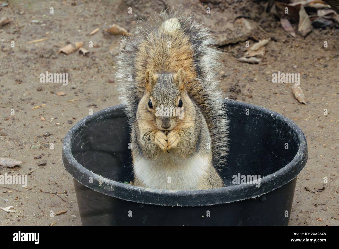 Ein Eichhörnchen, das in einem dunklen Topf sitzt und Futter darin hat Stockfoto