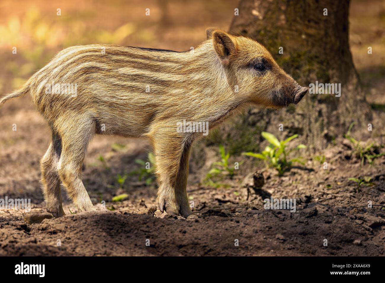 Ein Babyschwein steht im Dreck neben Bäumen. Stockfoto