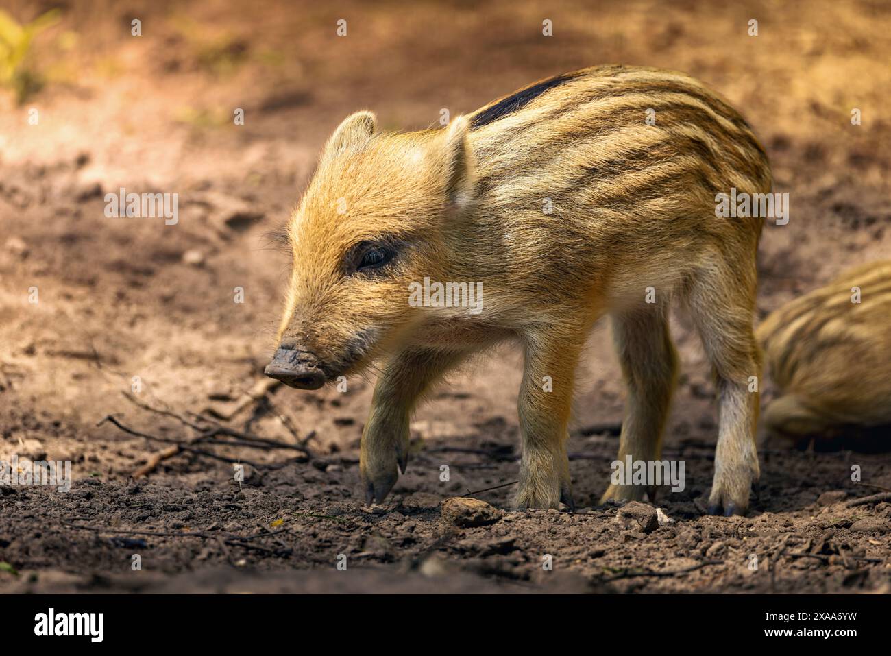 Ein Babyschwein steht im Dreck neben Bäumen. Stockfoto