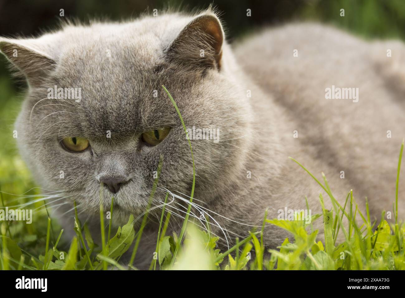 Foto einer grauen britischen Kurzhaar-Hauskatze mit goldgelben Augen und lilafarbener Farbe, die an sonnigen Sommertagen in einem grünen Gras spielt Stockfoto