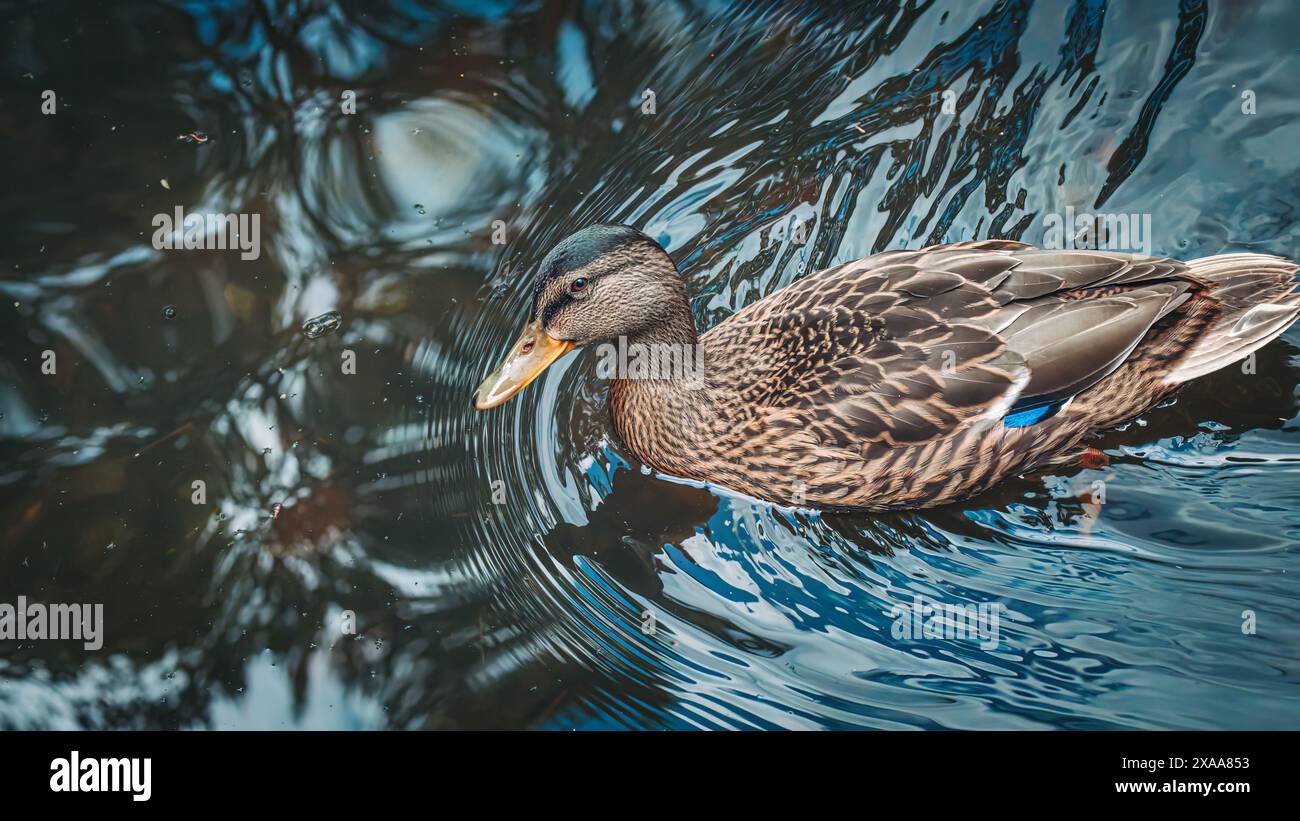 Eine Ente, die friedlich auf einer ruhigen Wasseroberfläche gleitet. Stockfoto