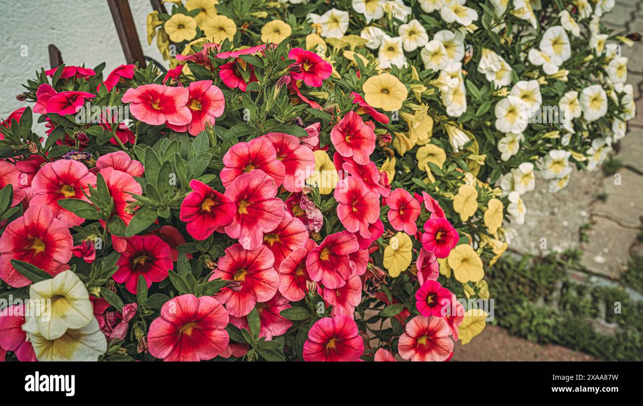 Eine große Vase mit bunten Blumen auf dem Boden Stockfoto