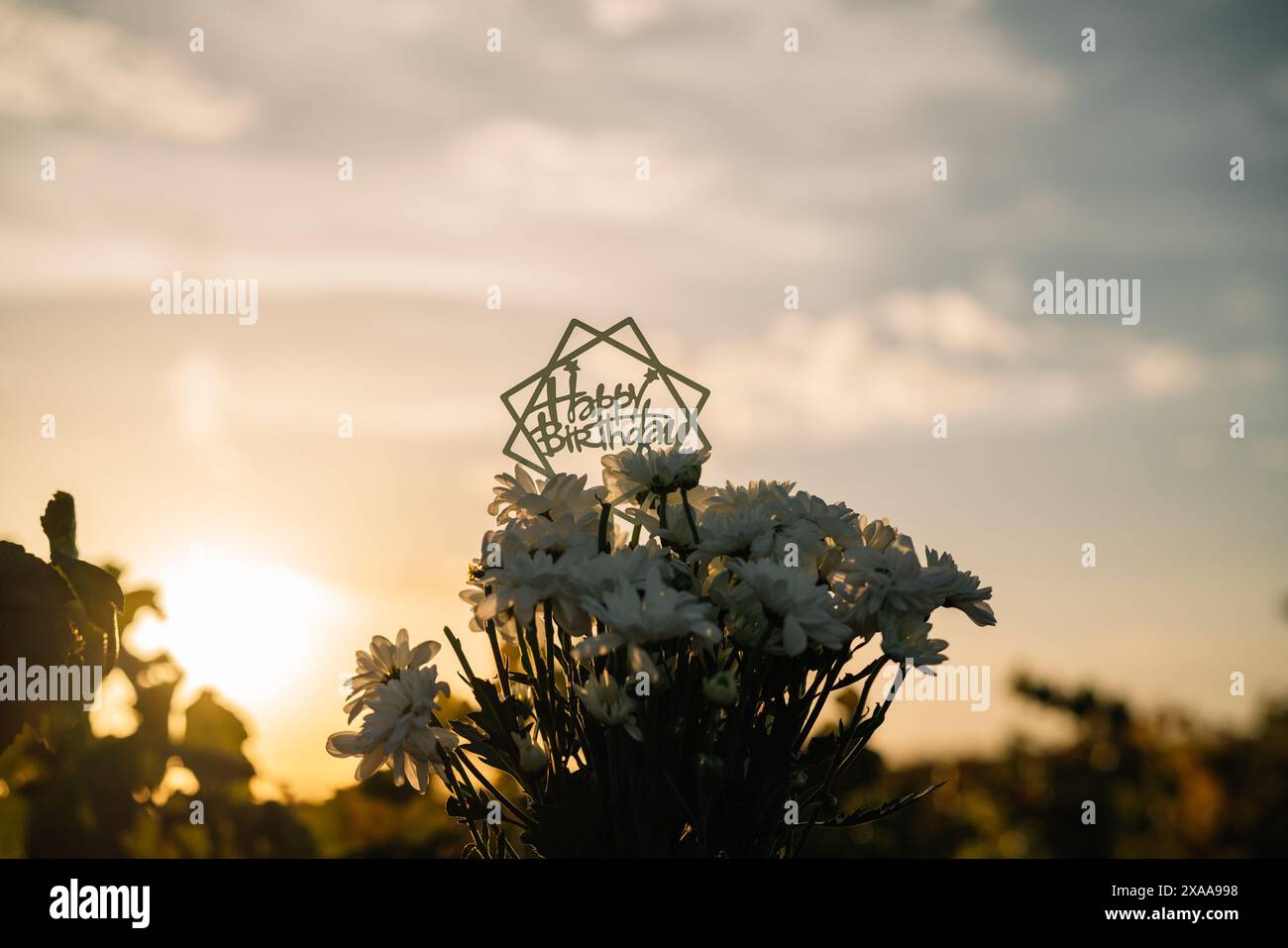 Ein Strauß weißer Blumen mit „Happy Birthday“-Schild auf einem Feld in Spanien bei Sonnenuntergang Stockfoto