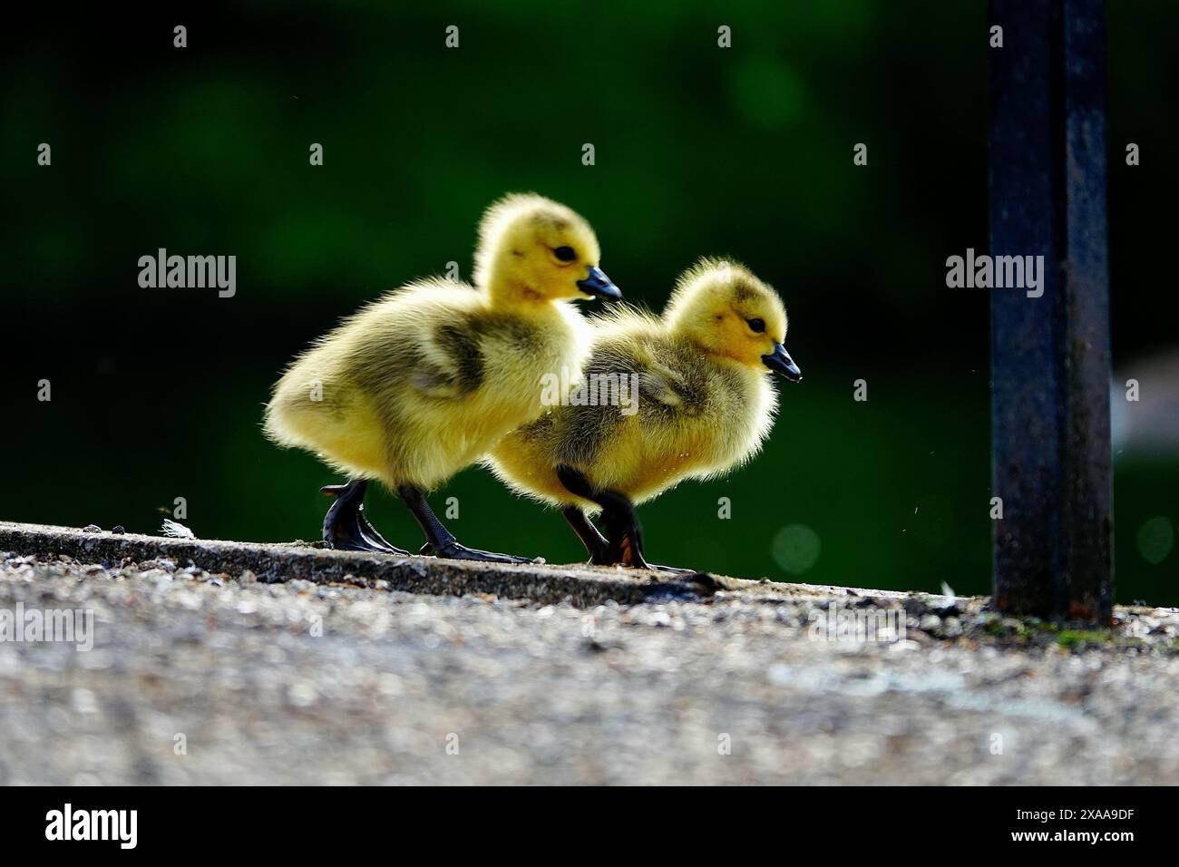 Babygänse Gefangen Mit Muttergänsen Im Herbst Stockfoto