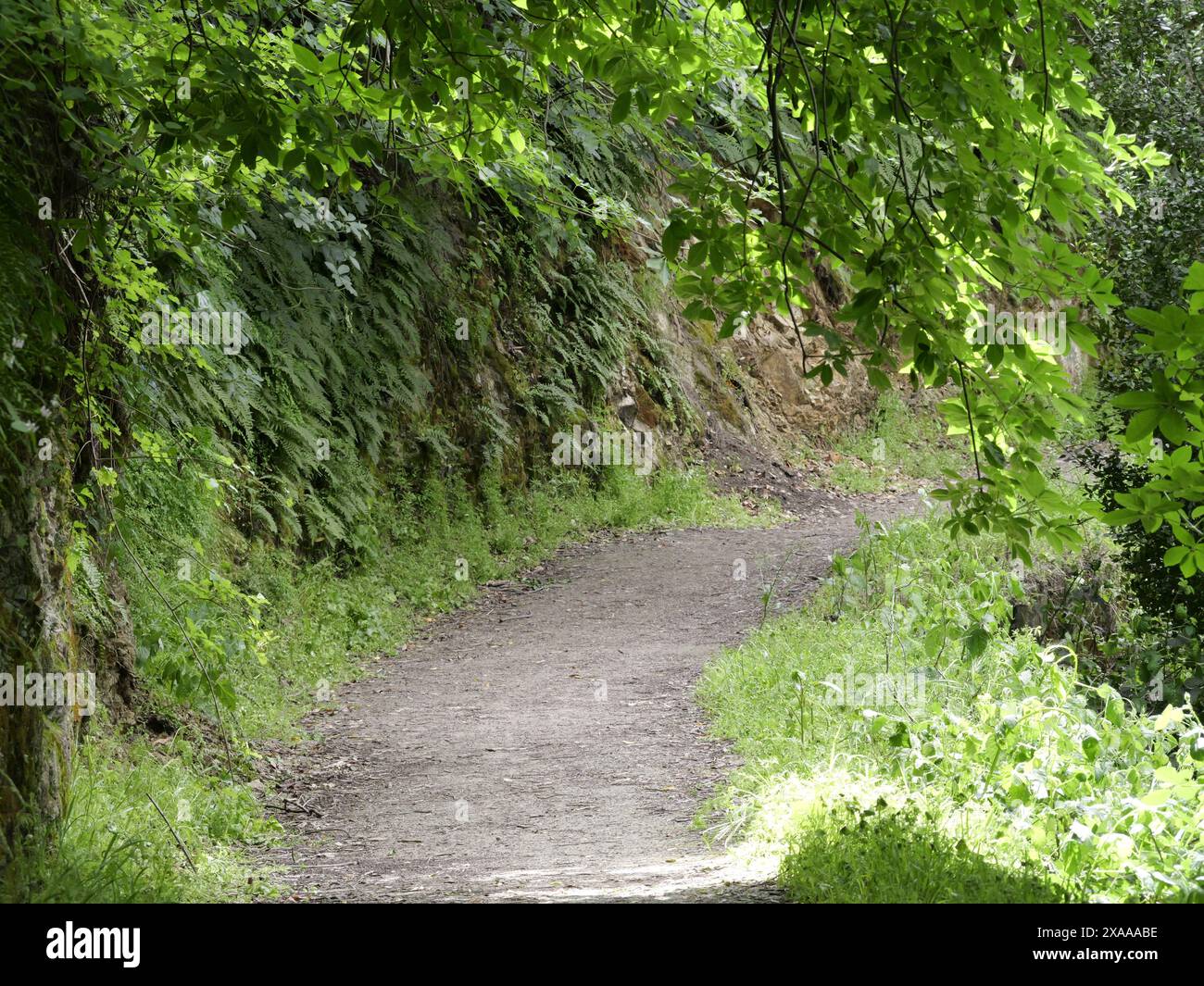 Eine schmale Forststraße, die von Bäumen auf beiden Seiten flankiert wird Stockfoto