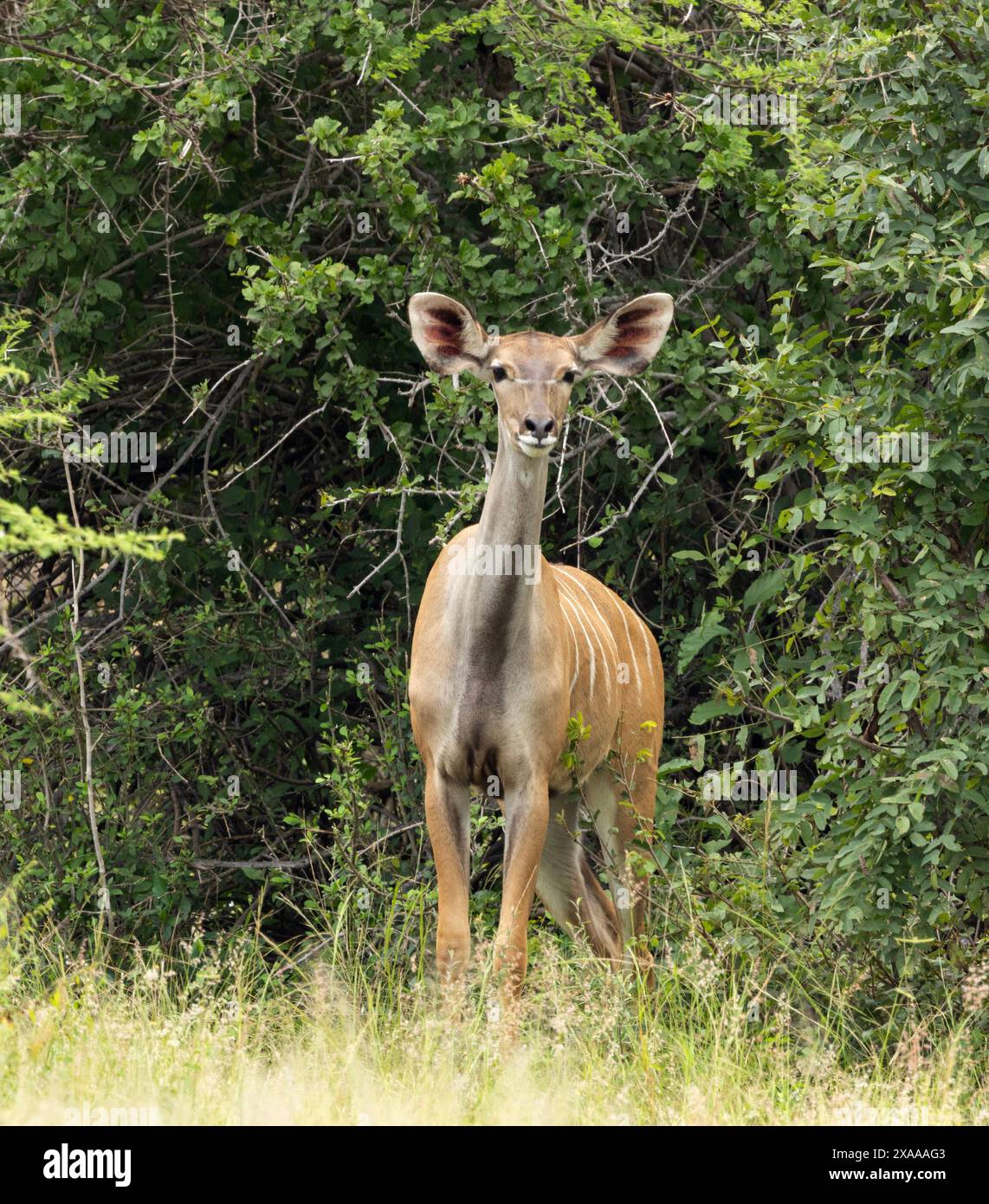 Der Großkudu ist eines der größten Mitglieder der Antilopenfamilie Afrikas. Sie sind schüchterne und aufmerksame Browser, die in kleinen Gruppen in dickem Busch leben. Stockfoto