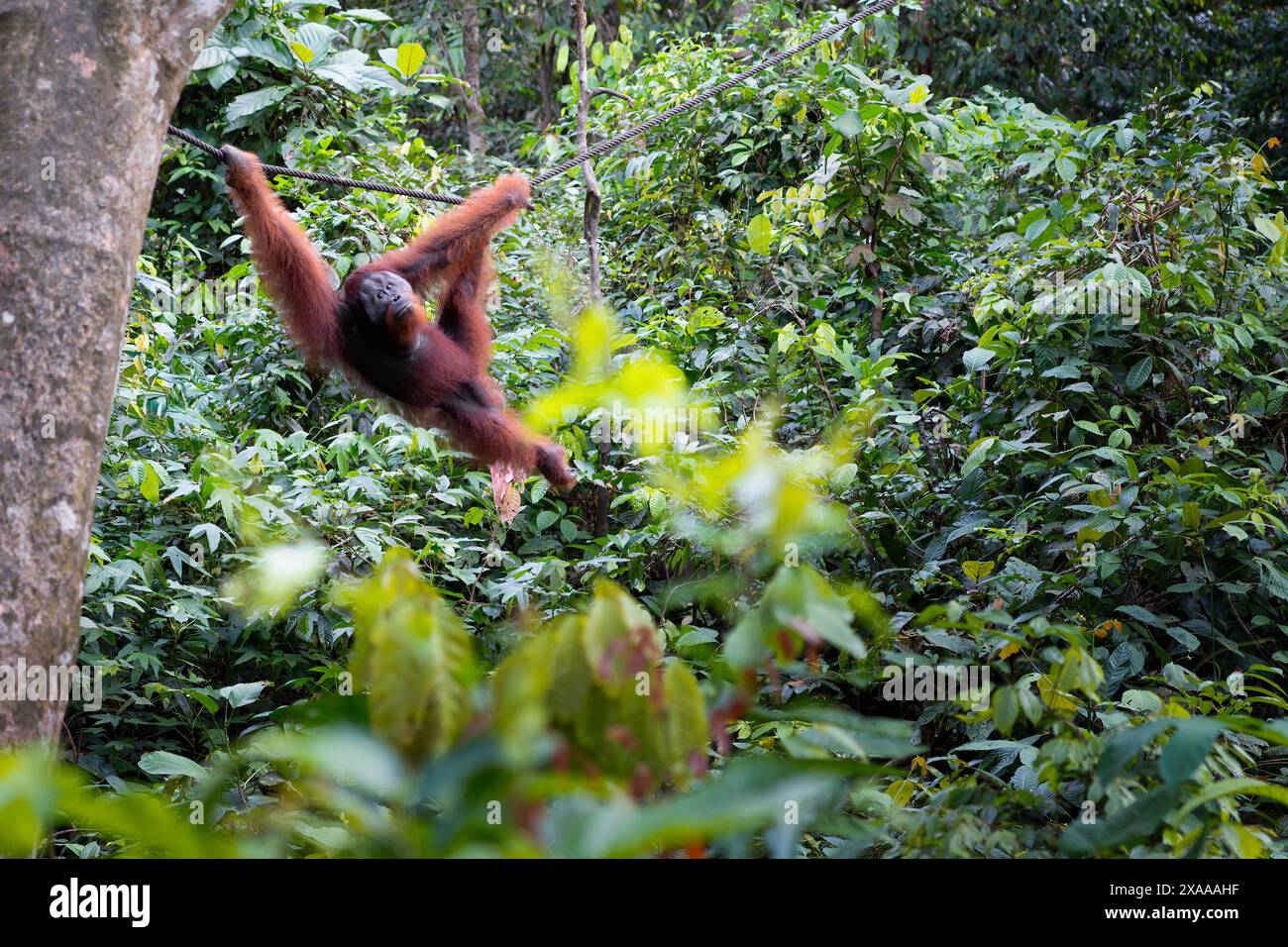 Ein Sepilok-Orang-Utan in einem Rehabilitationszentrum in Sabah, Malaysia Stockfoto