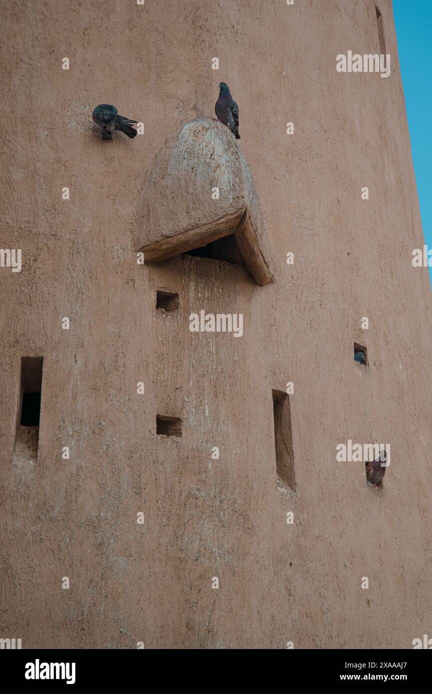 Die beiden Tauben standen auf einer Wand neben den Fenstern eines Gebäudes Stockfoto