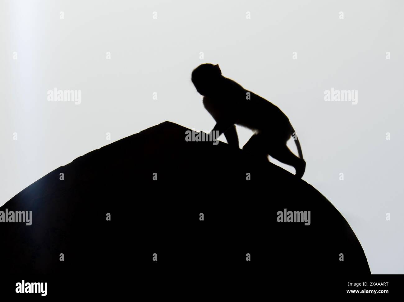 Die Silhouette eines Affen auf einem Dach in Indien Stockfoto