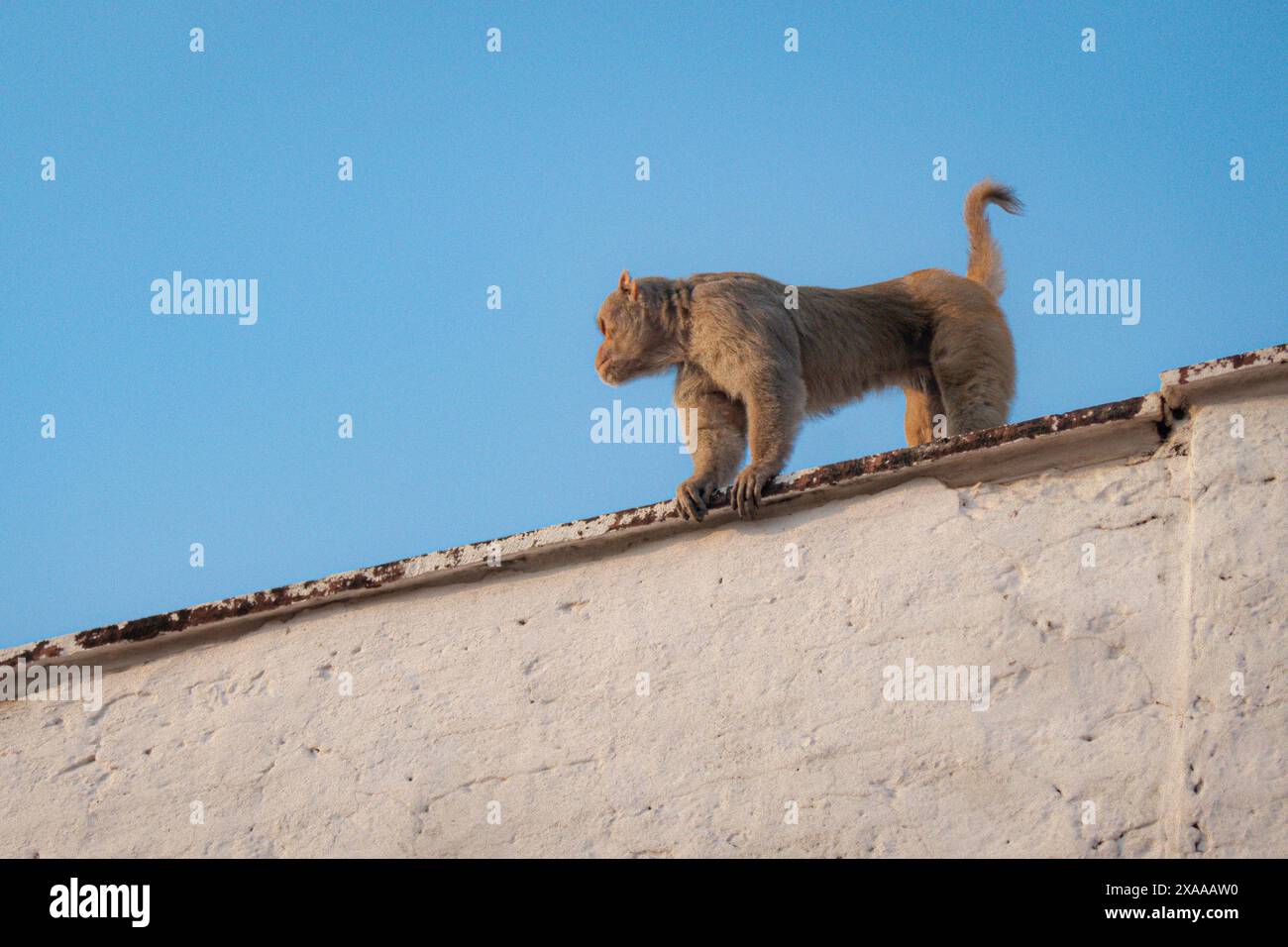 Ein Affe, der auf urbanen Bauten thront und eifrig auf eine Chance wartet, etwas zu essen Stockfoto