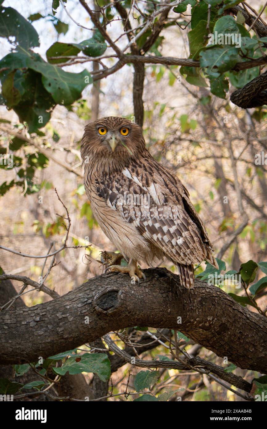 Eine Krabbe, die Eulen isst, isst eine frisch gefangene lebende Krabbe im Ranthambore National Park, Indien Stockfoto