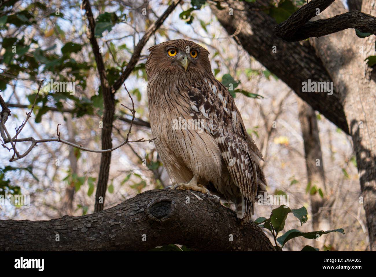 Eine Krabbe, die Eulen isst, isst eine frisch gefangene lebende Krabbe im Ranthambore National Park, Indien Stockfoto