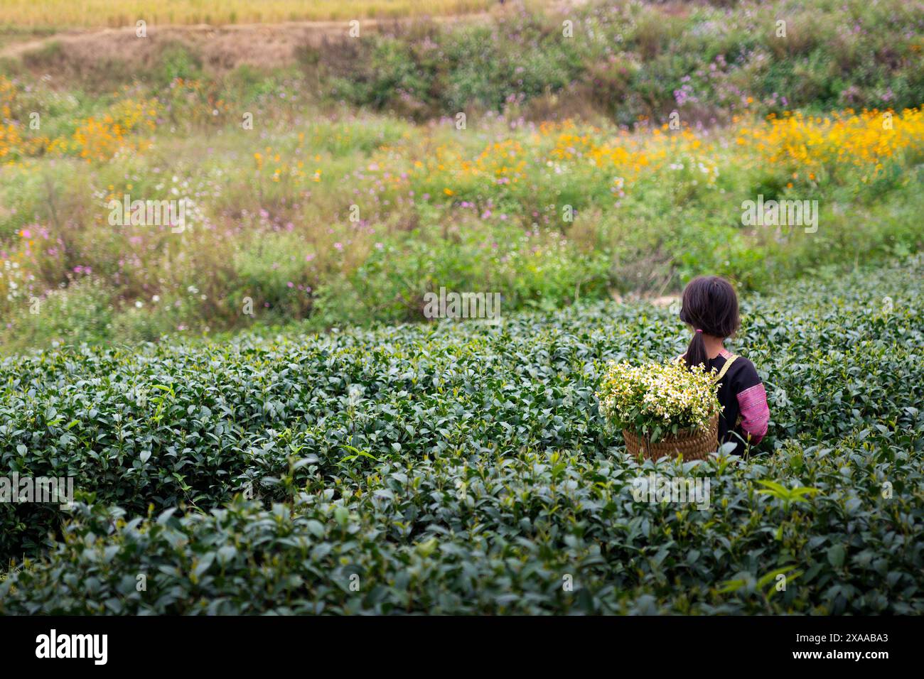 Ein Mädchen auf der Teeplantage in Mai Chau, Vietnam Stockfoto
