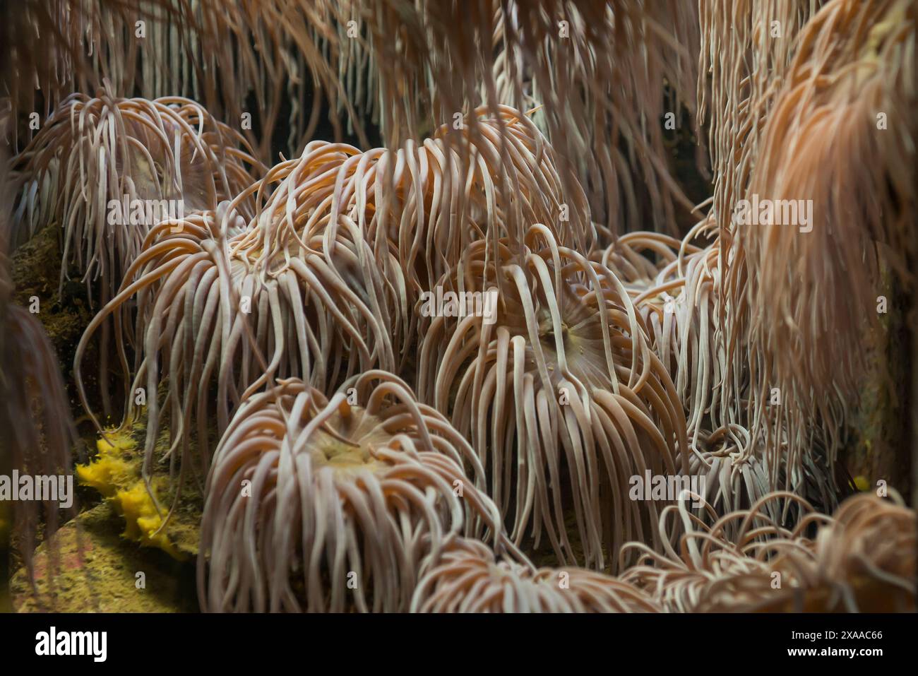 Die vielen Seeanemonen sind an Land gewaschen. Stockfoto