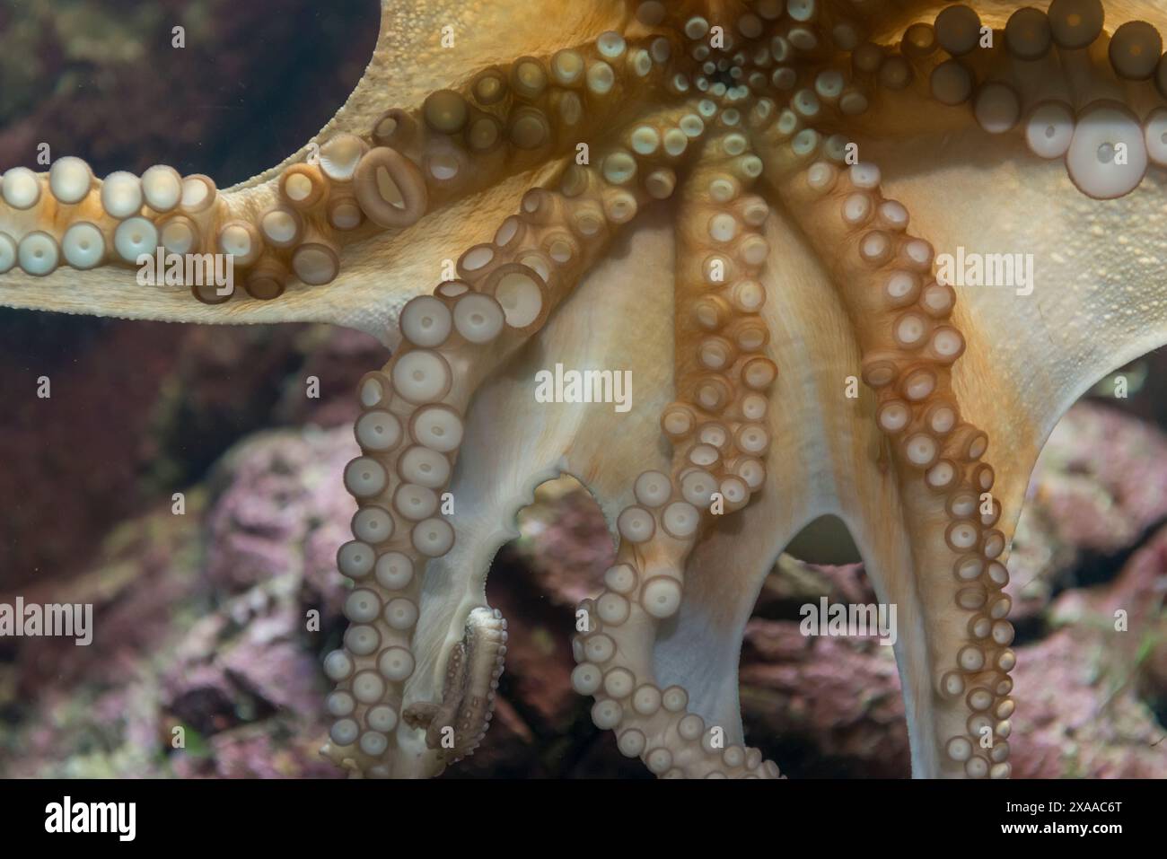 Eine detaillierte Nahaufnahme von Oktopustentakeln. Stockfoto