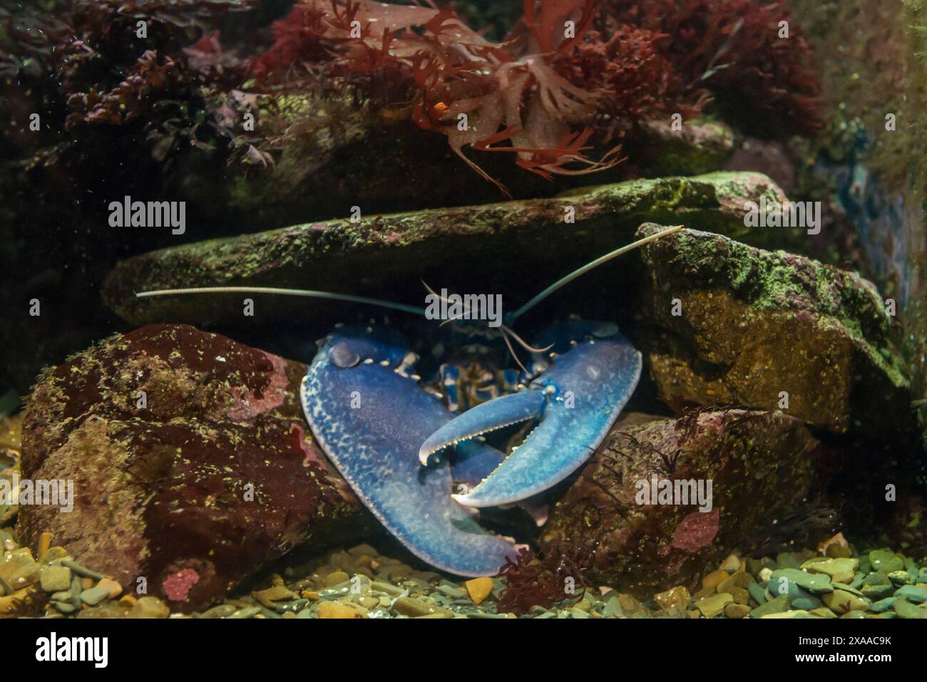 Ein blauer Hummer und verschiedene Meeresbewohner in einem Becken mit Wasser. Stockfoto