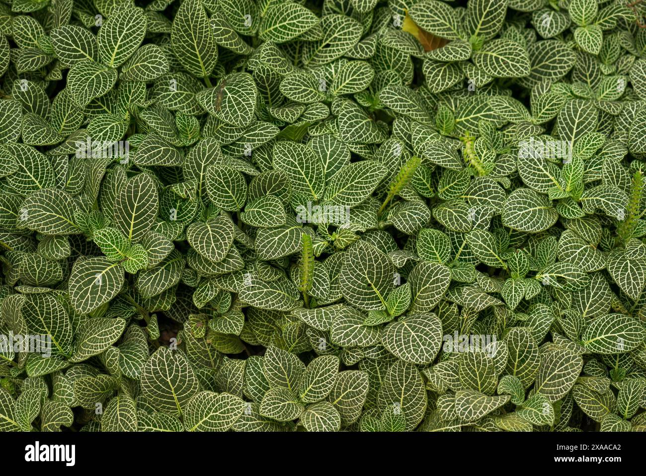 Die grüne Fittonia-Nervenpflanze als Hintergrund. Stockfoto