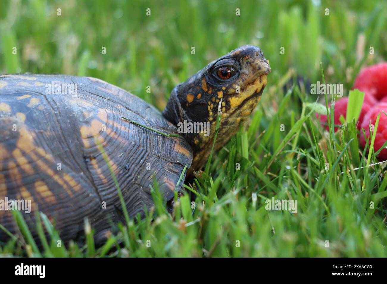 Eine gewöhnliche Kastenschildkröte, die in der Nähe von Himbeeren anhält Stockfoto