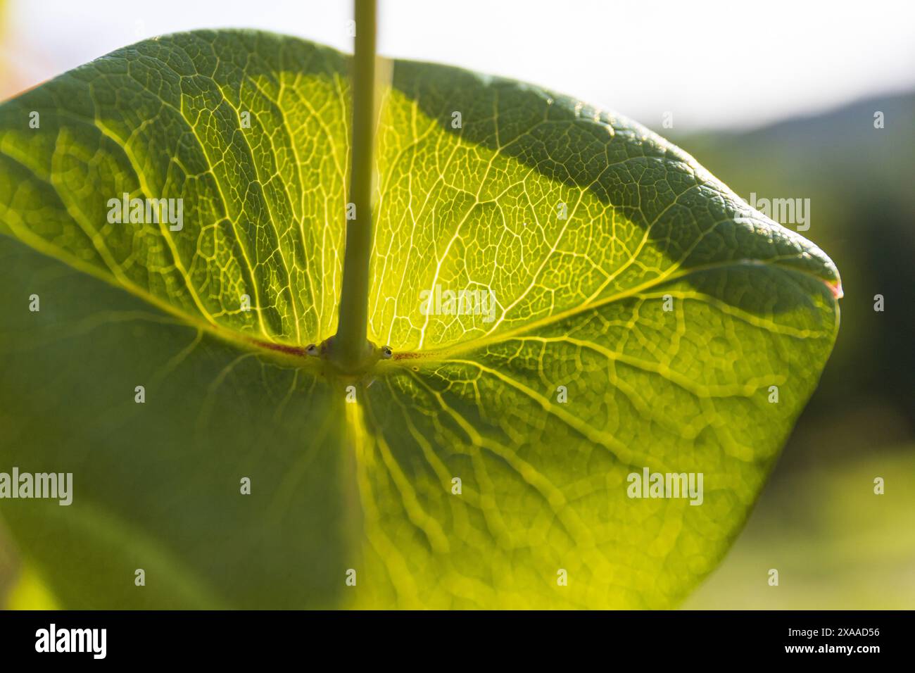 Nahaufnahme eines grünen Blattes, das an einem sonnigen Sommertag in der Sonne auf einem verschwommenen grünen Hintergrund leuchtet Stockfoto
