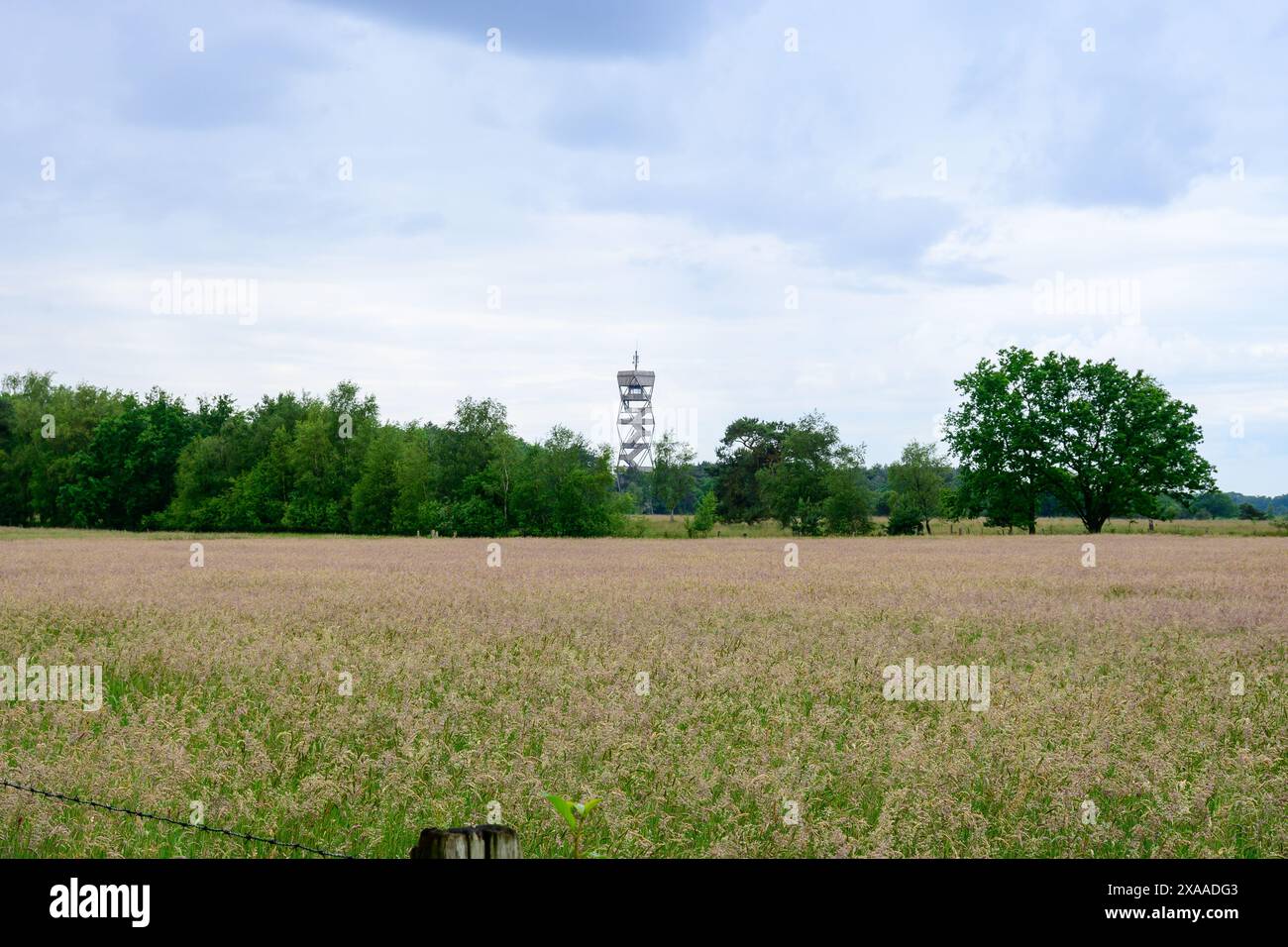 Eine malerische Landschaft mit einem Sommer-Feueraussichtsturm in einem Naturschutzgebiet in Kalmthout, Belgien, Europa Stockfoto