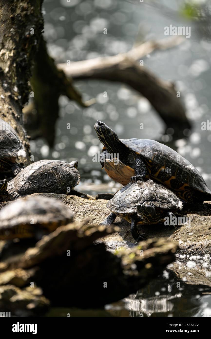 Eine Gruppe malerischer Schildkröten auf einem Baumstamm in der Nähe des Wassers Stockfoto