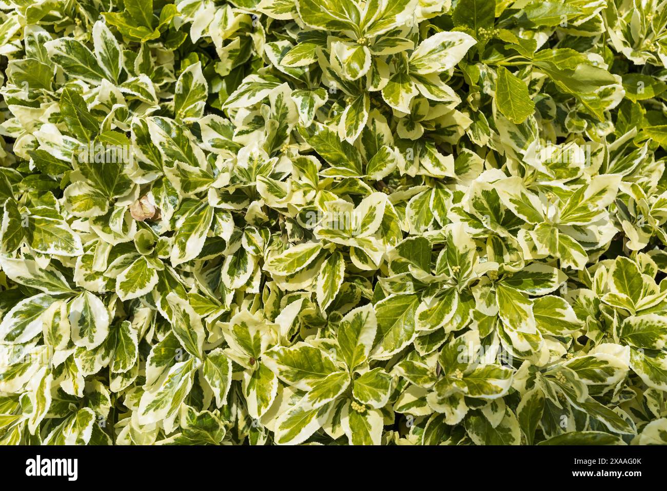 Flache Nahaufnahme von weißen und grünen Blättern der Spindelbäume, strukturierter Hintergrund mit natürlichem Grün Stockfoto
