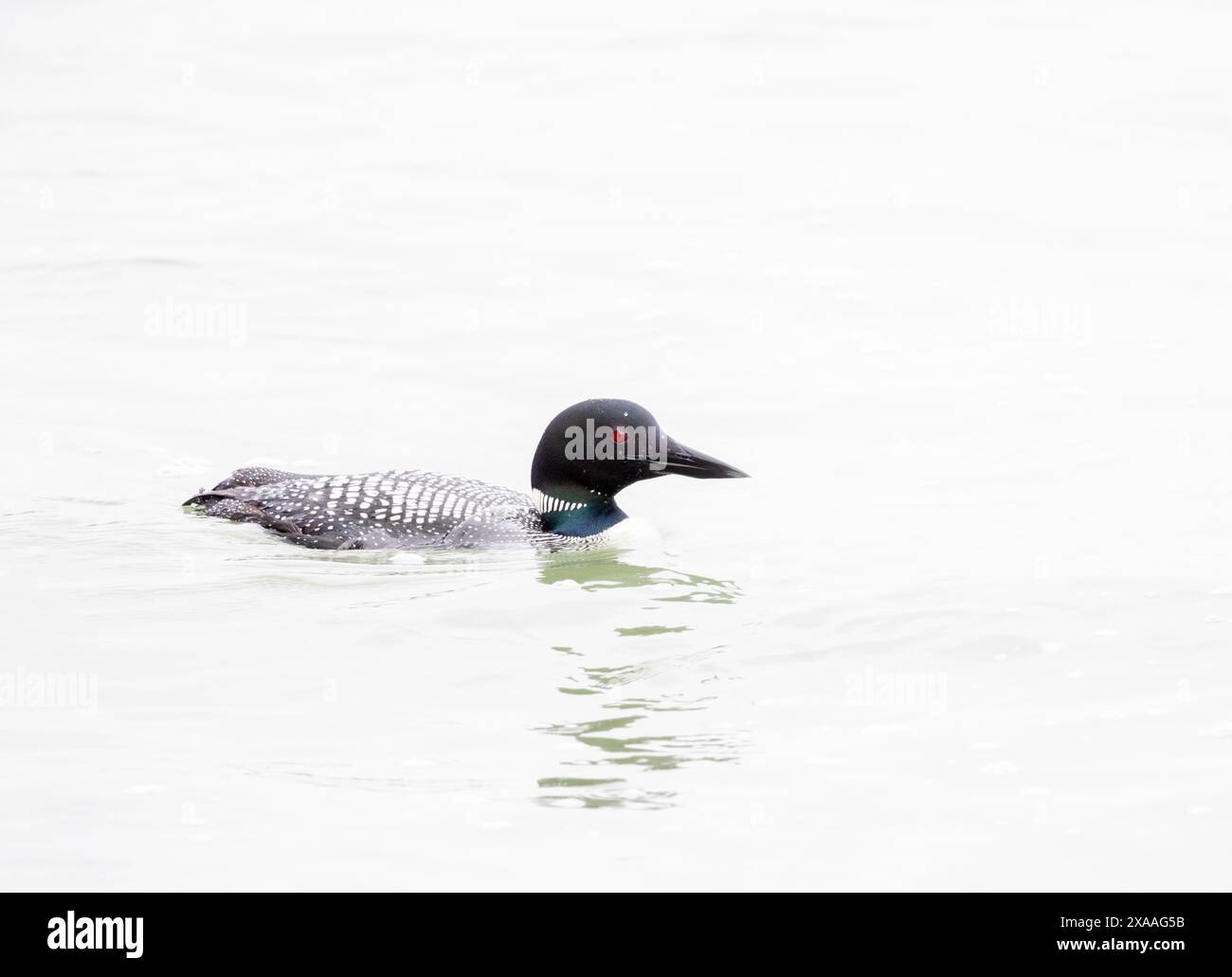 Gemeinsamen Loon in Zucht Gefieder Stockfoto