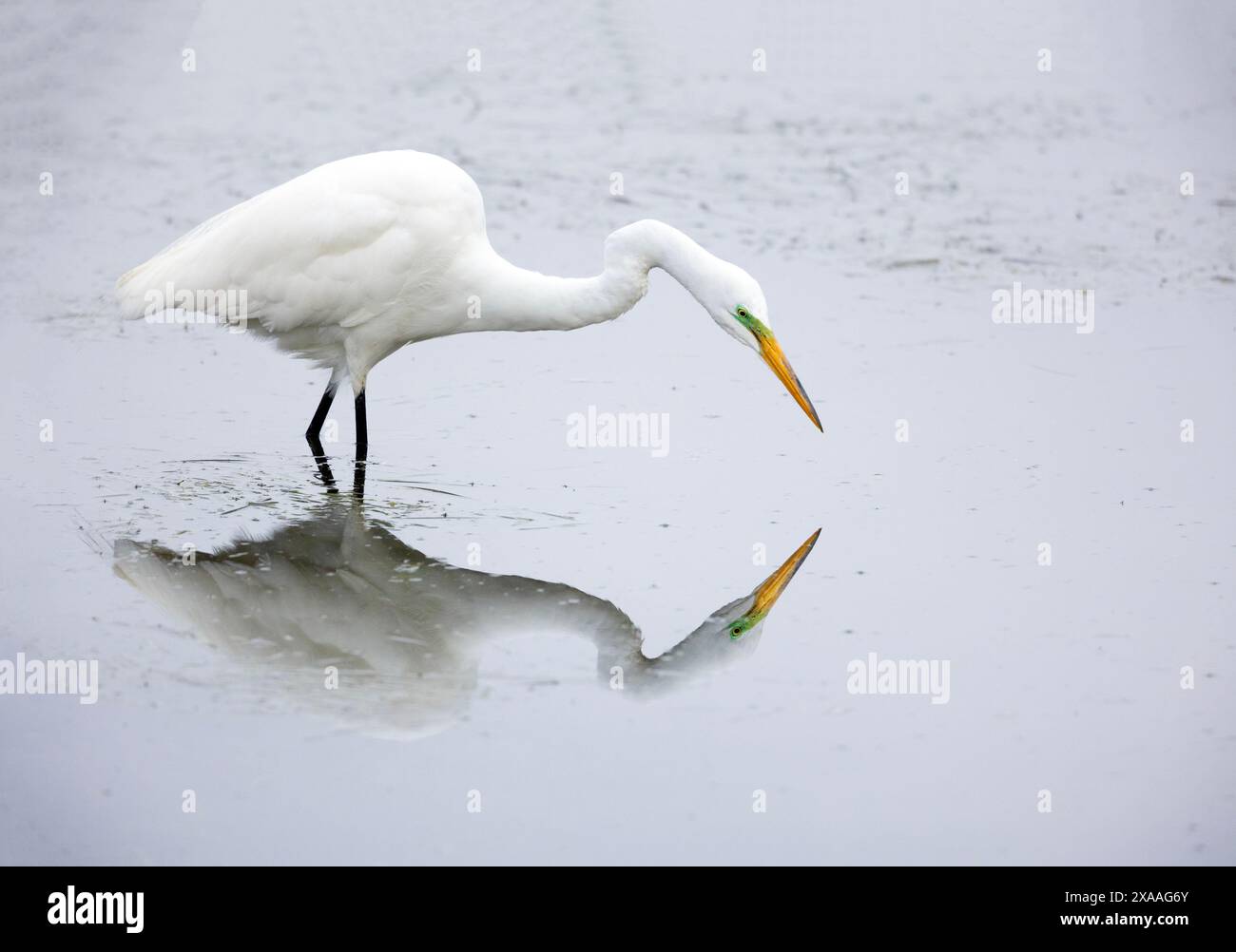 Großer Egret, kurz vor Strike und Reflexion Stockfoto