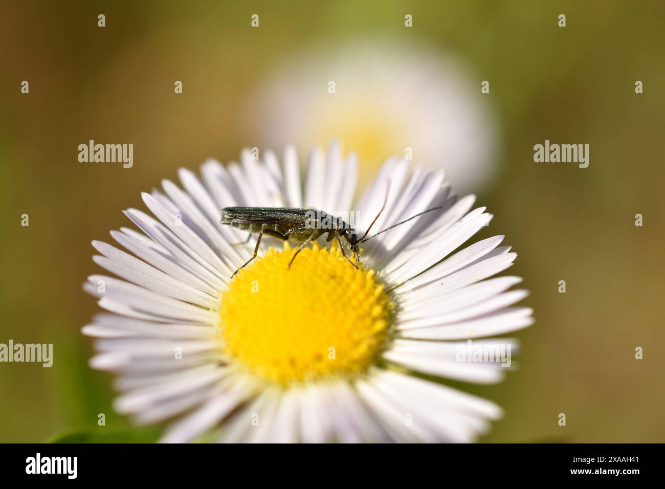 Eine Nahaufnahme des grünen Oedemera virescens-Käfers auf Wiesenbutterblume, Ranunculus acris. Hochwertige Fotos Stockfoto