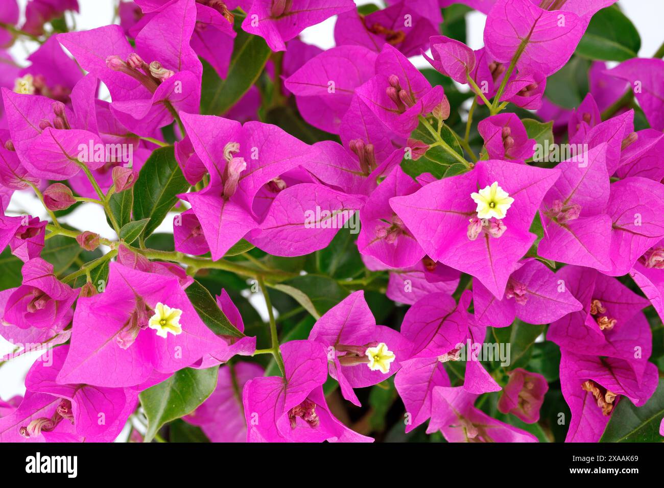 Nahaufnahme von Bougainvillea Blumen, hellrosa blühenden Bougainvillea Hintergrund im Sommer Stockfoto