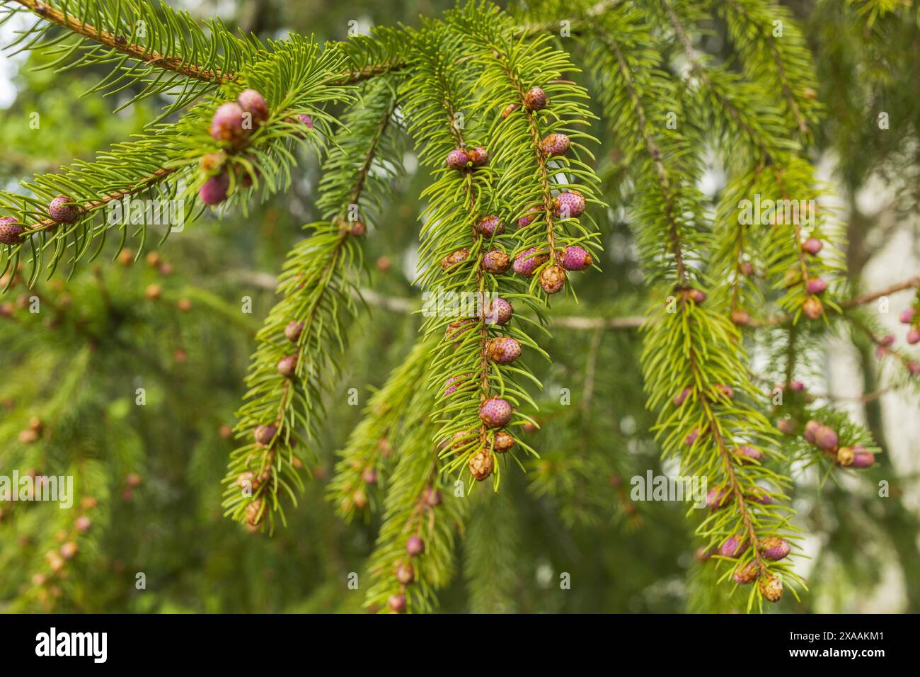 Nahaufnahme eines immergrünen Fichtenzweiges mit Nadeln und winzigen rosa braunen Kegeln Stockfoto