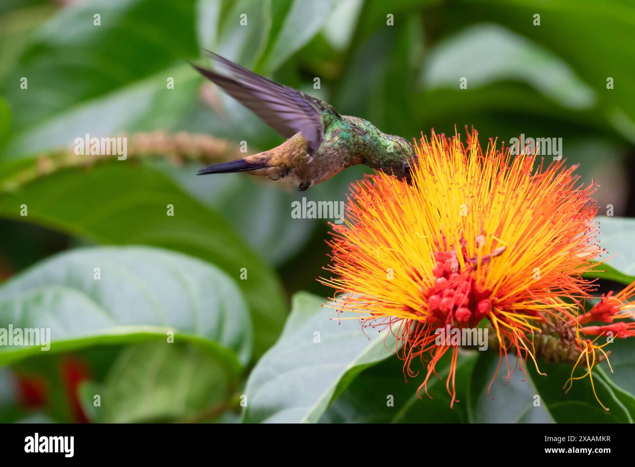 Kupferhaltiger Kolibri, Amazilia-Tabak, der sich von einer tropischen Orangenblüte in voller Blüte ernährt. Stockfoto