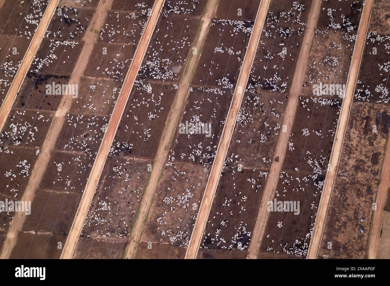Drohnenansicht von Rindern, die auf einer riesigen Futtertierhaltung in Amazonas, Para, Brasilien weiden. Begriff Landwirtschaft, Umwelt, Ökologie Stockfoto