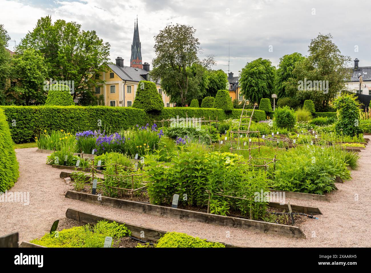 Linnaeus Garten im Zentrum von Uppsala mit Blick auf den Dom und das Haus, in dem der Arzt und Botaniker Carl von Linée seit 1741 während seiner Zeit als Professor und Direktor des Botanischen Gartens der Universität Uppsala lebte. Das Haus und der Garten sind heute ein Museum. Höganäs, Uppsala, Schweden Stockfoto