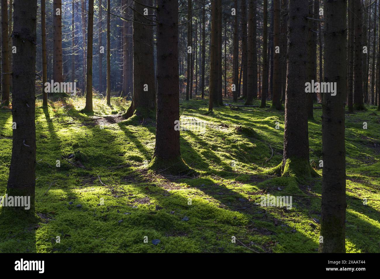 Fotografie eines sonnendurchfluteten Fichtenwaldes mit grünem Moosboden Stockfoto