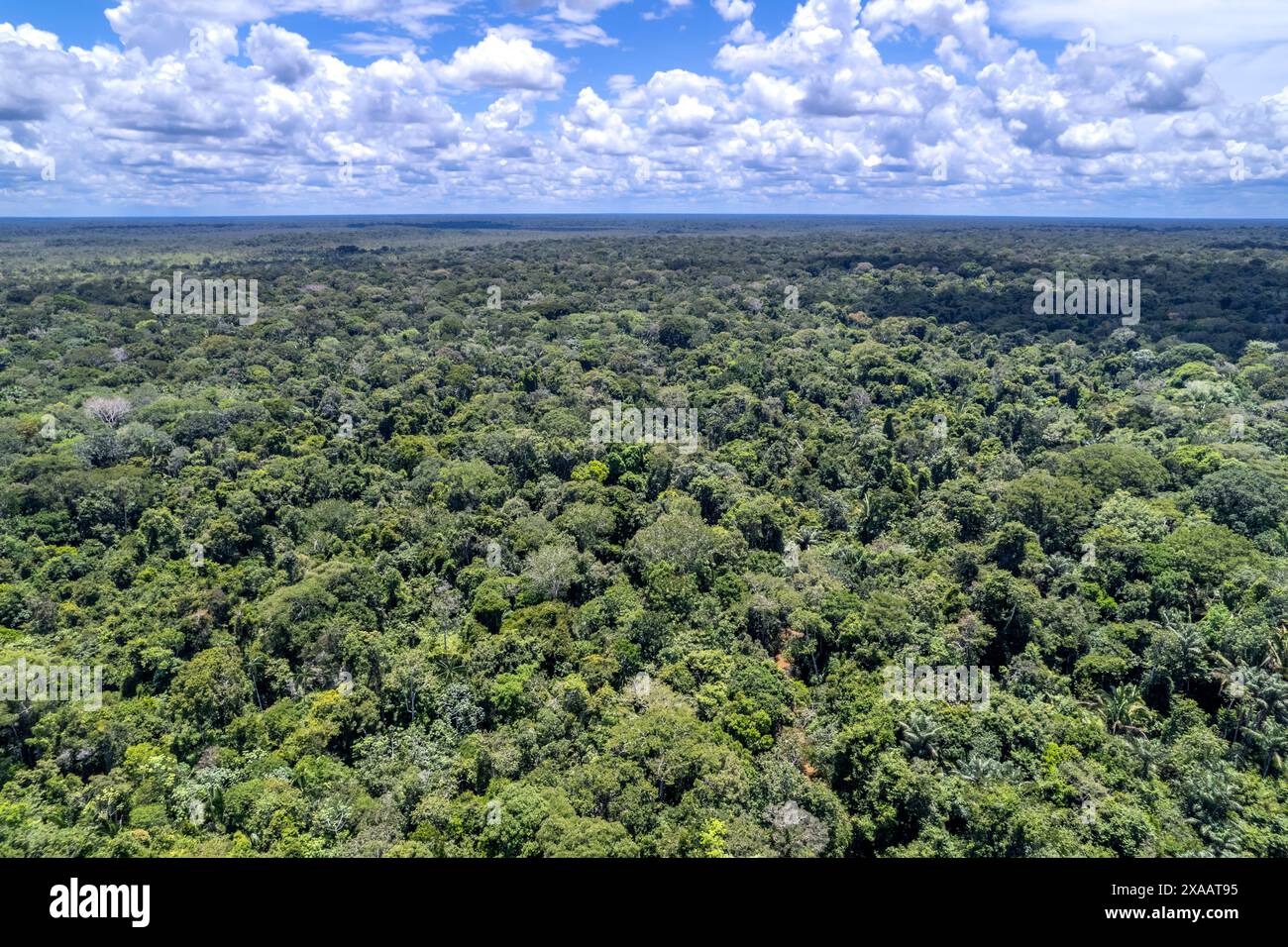 Wunderschöner Blick aus der Vogelperspektive auf Amazonas Regenwälder im größten tropischen Wald der Welt. Konzept von Natur, Umwelt, Ökologie, Klimawandel Stockfoto