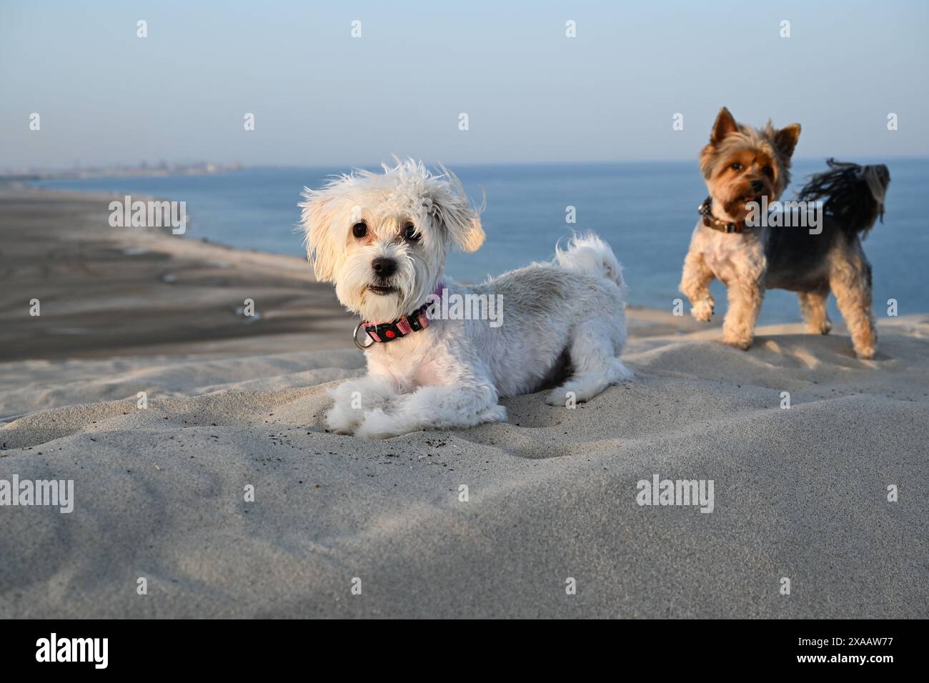 Zwei kleine Hunde spielen in der Wüste am Meer Stockfoto