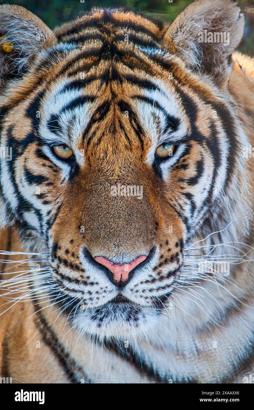 Sibirischer Tiger im Sibirischen Tiger Park, Harbin, Heilongjiang, China, Asien Stockfoto